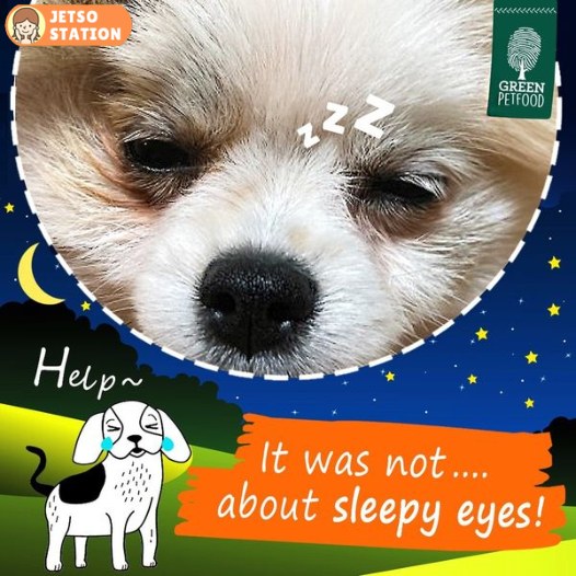 免費換領 Green Petfood 防敏感狗糧試食裝